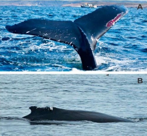 Изображение на обложке