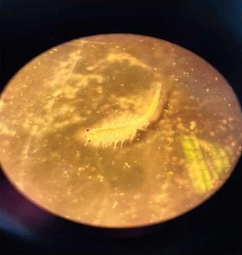 Изображение на обложке